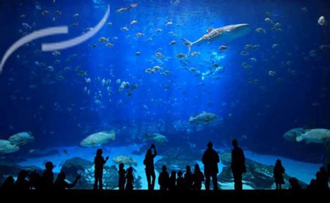 AQUARIUM-VANNES-3