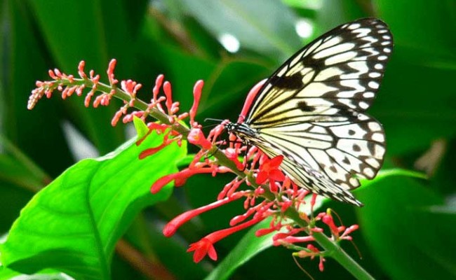 JARDIN-PAPILLONS-VANNES-1