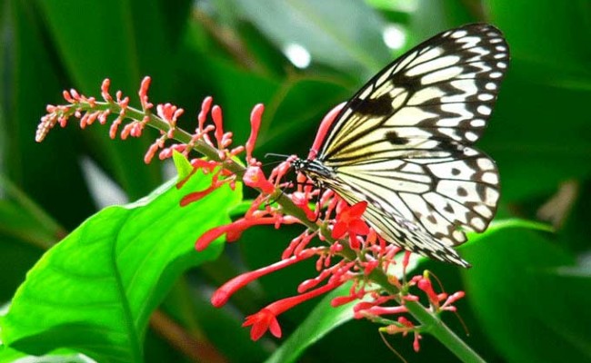 JARDIN-PAPILLONS-VANNES-1