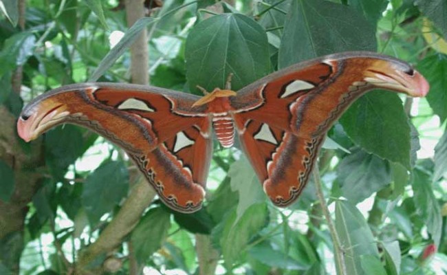 JARDIN-PAPILLONS-VANNES-5